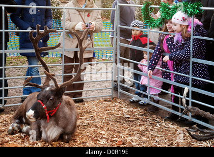 Kinder betrachten Rentier in Bury St Edmunds Christmas market fair Fayre, Suffolk UK Stockfoto