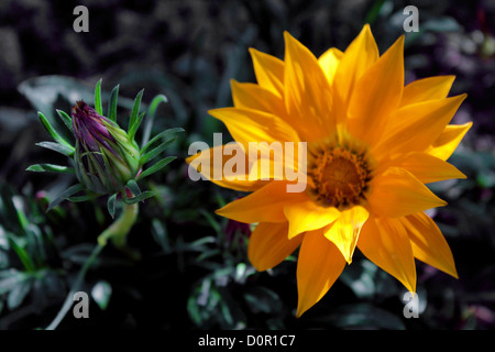 Eine offene Blüte und eine Knospe, steigt aus dem Boden (Un Fiore Aperto Ed un Bocciolo, Si Innalzano dal Terreno) Stockfoto