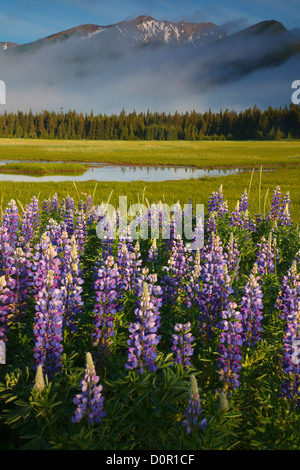 Lupine in Lake-Clark-Nationalpark, Alaska. Stockfoto