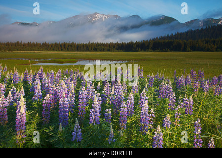 Lupine in Lake-Clark-Nationalpark, Alaska. Stockfoto