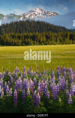 Lupine in Lake-Clark-Nationalpark, Alaska. Stockfoto