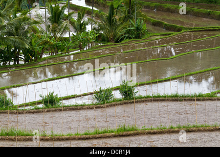 Blick über Reisfelder auf Bali, Indonesien Stockfoto