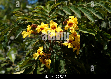 Nil Nil Trompete, Siala Baum, Markhamia Baum, Tulpe, Markhamia Lutea, Catalpa. Trumpet Vine-Familie. Endemische Baum in Kenia. Stockfoto