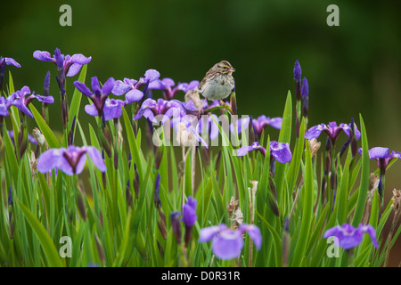 Savannah Sparrow (Passerculus Sandwichensis) auf wild Iris, Chugach National Forest, Alaska. Stockfoto