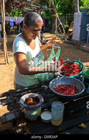 Frau aus dem Dorf Waikkal, Sri Lanka, rote Chilischoten kochbereit waschen Stockfoto