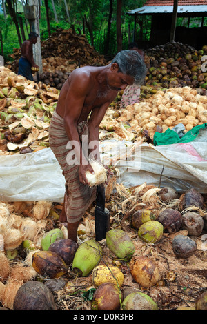 Männer aus Sri Lanka Kokosnüsse Aufteilung die Faser-Schale von ihm bekommen. Stockfoto