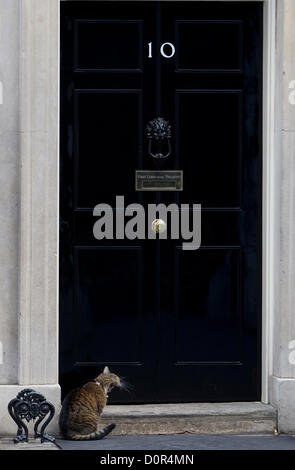 Larry sitzt die Downing Street Katze außerhalb Nummer 10 Downing Street, London, UK, 29. November 2012. Stockfoto