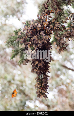 Monarchfalter hängen zusammen in einer großen Gruppe für Wärme Stockfoto