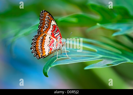 Leopard Florfliege Schmetterling thront auf einem Blatt Stockfoto