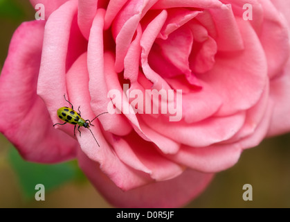 Gefleckte Gurke Käfer (Diabrotica Undecimpunctata) auf Rosenblüten Stockfoto