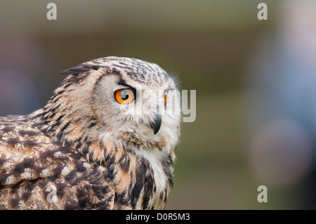 Eurasische Adler-Eule (Bubo Bubo) Stockfoto