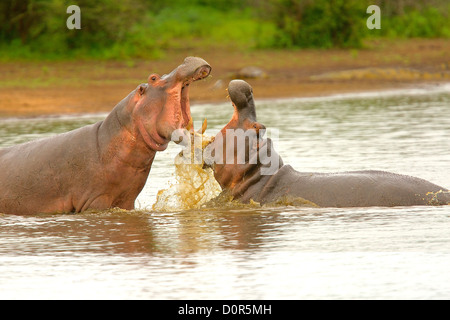 Hippopotamus in den Gewässern bei Sonnenuntergang Damm in Kruger National Park kämpfen Stockfoto