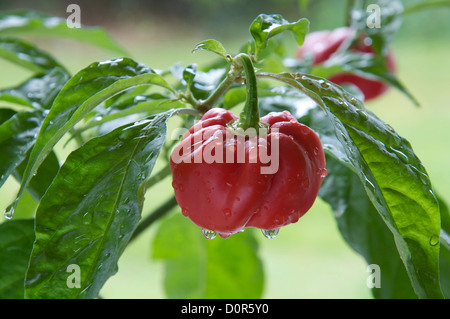 Sehr feurige Scotch Bonnet Chilly Pepper "Capsicum Chinensis' noch wachsen und Reifen an der Pflanze. Sie sind hauptsächlich auf den karibischen Inseln gefunden. Stockfoto