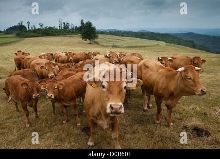 Rinder in Corrèze, Limousin, Frankreich Stockfoto