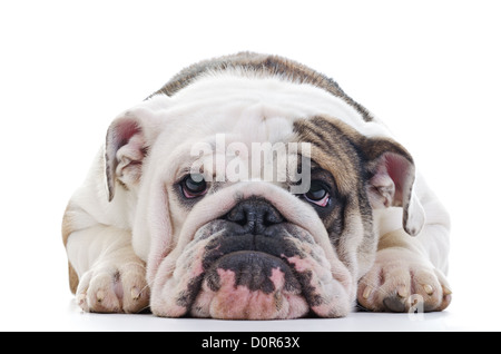 Nahaufnahme der englische Bulldogge Kopf, Hund, flachen Fokus auf die Augen legen Stockfoto