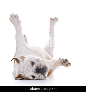 Englische Bulldogge überrollen Boden, Kopf verlegen, high-key Stockfoto