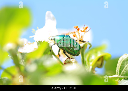 Maikäfer auf weiße Blume der Aple Bäume Stockfoto