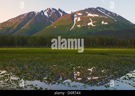 Seerosenteich im Chugach National Forest, Alaska. Stockfoto