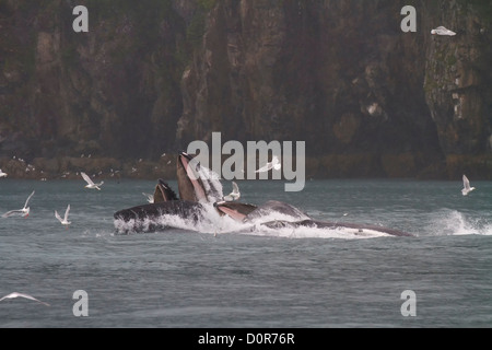 Buckelwale Longe Fütterung, Kenai Fjords National Park, in der Nähe von Seward, Alaska. Stockfoto