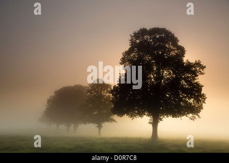 ein nebliger Morgen in der Nähe von Milborne Port, Somerset, England, UK Stockfoto