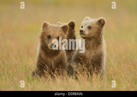 Triplett Brown oder Grizzly Bear Cubs, Lake-Clark-Nationalpark, Alaska. Stockfoto