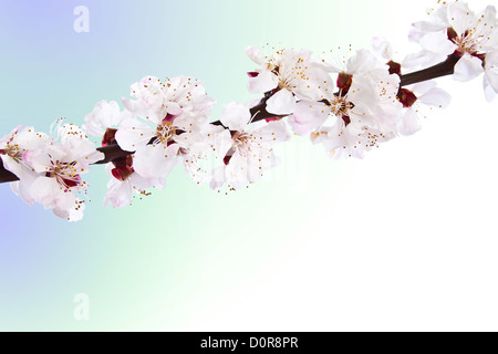 Blühender Zweig der Mandel. Stockfoto