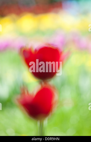 Rote Tulpen, Abstraktion Stockfoto