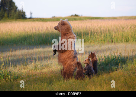 Säen mit Triplet Brown oder Grizzly Bear Frühling Cubs, Lake-Clark-Nationalpark, Alaska. Stockfoto