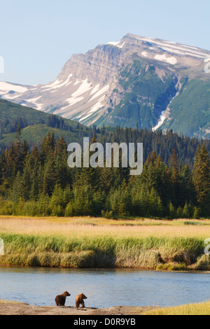 Braun oder Grizzly Bear Cubs, Lake-Clark-Nationalpark, Alaska. Stockfoto