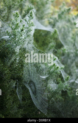 Spider Web, Bulbarrow Hill, Dorset, England, UK Stockfoto