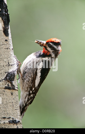 Rotnapter Sapsucker Sitzender Vogel Vögel Specht Specht Vogelkunde Wissenschaft Natur Tierwelt Umwelt Sapsucker vertikal Stockfoto