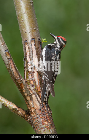 Weibchen Rotnackter Sapsucker bei SAP Wells Sitzender Vogel Vögel Specht Specht Vogelkunde Wissenschaft Natur Tierwelt Umwelt Sapsucker vertikal Stockfoto