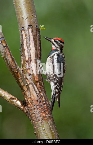 Weibchen Rotnackter Sapsucker bei SAP Wells Sitzender Vogel Vögel Specht Specht Vogelkunde Wissenschaft Natur Tierwelt Umwelt Sapsucker vertikal Stockfoto