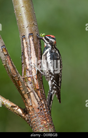 Weibchen Rotnackter Sapsucker bei SAP Wells Sitzender Vogel Vögel Specht Specht Vogelkunde Wissenschaft Natur Tierwelt Umwelt Sapsucker vertikal Stockfoto