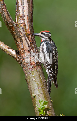 Weibchen Rotnackter Sapsucker bei SAP Wells Sitzender Vogel Vögel Specht Specht Vogelkunde Wissenschaft Natur Tierwelt Umwelt Sapsucker vertikal Stockfoto