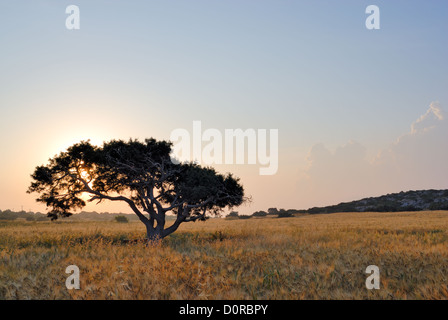 Einsamer Baum auf einer Wiese Stockfoto