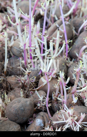 Kartoffel mit violetten Sprossen Stockfoto