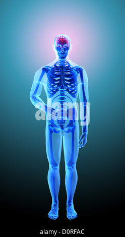 Menschliche Anatomie - Kopfschmerzen Stockfoto