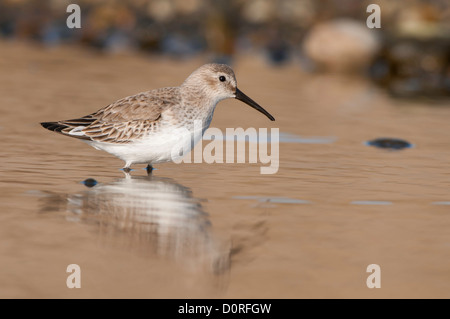 Alpenstrandläufer Calidris Alpina auf der Suche nach Nahrung in einem Solebecken. Stockfoto