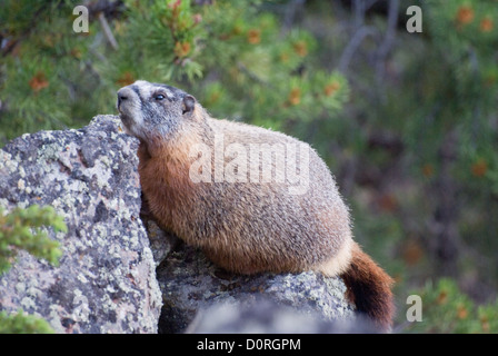 Bauche Marmot Stockfoto