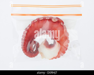 halten Sie Ihren Oktopus längere Lebensdauer und frisch in einem guten Zip-Beutel, isoliert Stockfoto
