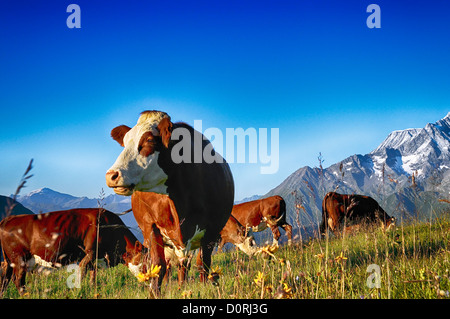 Kuh, Bauernhof Tier in den französischen Alpen, Abondance Rennen Kuh, savy, Beaufort Sur Doron Stockfoto