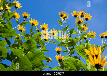 Die gelben Blüten der Topinambur Pflanzen, eine Art von Sonnenblumen, vor einem tiefblauen Himmel Stockfoto