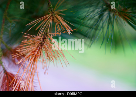 Monterey Kiefer Pinus Radiata (Tannenbäumen) Nadeln Stockfoto