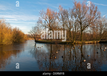 Bäume spiegeln sich im ehemaligen Hollinwood-Zweigkanal, Daisy NOOK Country Park, Failsworth, Manchester, Großbritannien Stockfoto