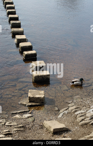 Trittsteine und Ente auf dem Fluß Wharfe bei Bolton Abbey Skipton Stockfoto