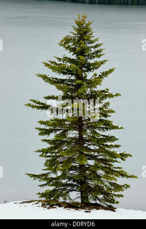 Pinie am Ufer von zwei Jack Lake, Banff Nationalpark, Alberta, Kanada Stockfoto