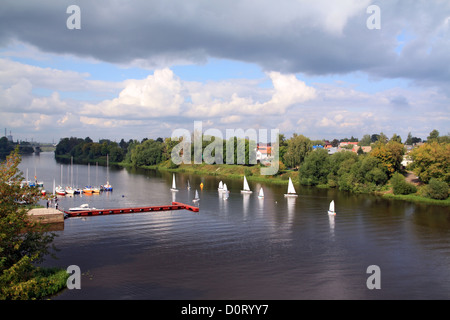 kleine Sailfishes am Fluss Stockfoto