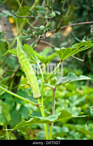 Große Bio Okra auf seinem Werk Stockfoto