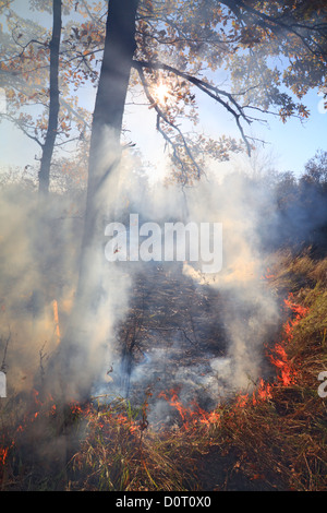 Feuer in Holz Stockfoto